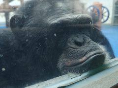 -合肥野生动物园