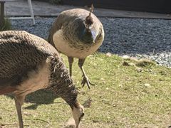 -J Create城市露营咖啡·简餐·宠物(上海动物园店)