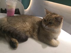 -飞行喵MR PILOT|猫舍·猫咖(静安大融城店)