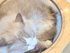 -有喵·猫咖·狗咖·30几只猫10只小狗(岗厦店)