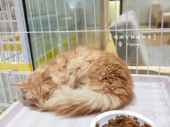 -藏猫猫咖啡主题馆(中央大道店)