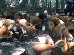 -宫城藏王狐狸村