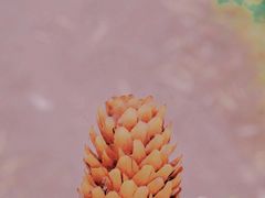 -罗布林卡