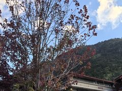 -九寨特色牦牛肉汤锅 羊肉汤锅