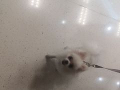 -帕帕拉兹宠物(亚洲旗舰店)