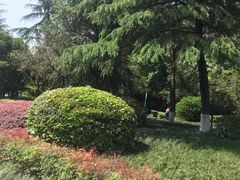 -神仙树公园