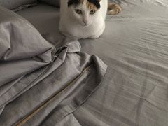 -安安宠医宠物医院·异宠·犬猫内科(岳阳分院)