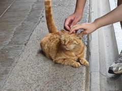 -龙华素斋(龙华路店)