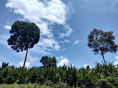 -乌鲁淡布隆国家公园