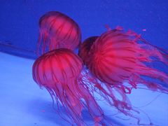 -杭州长乔极地海洋公园