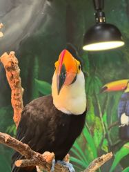 -Zoolung Zoolung动物主题公园(海信广场店)