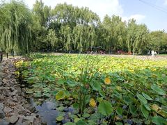 -黛秀湖公园