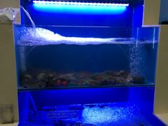 水产区-老虎滩大连海鲜烧烤(建邺云锦路总店)