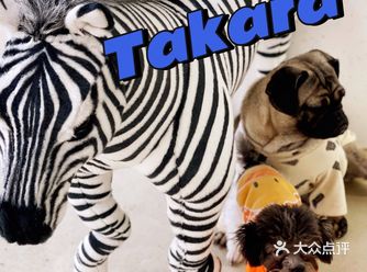 可以撸羊驼的和超多萌宠的可爱小店!