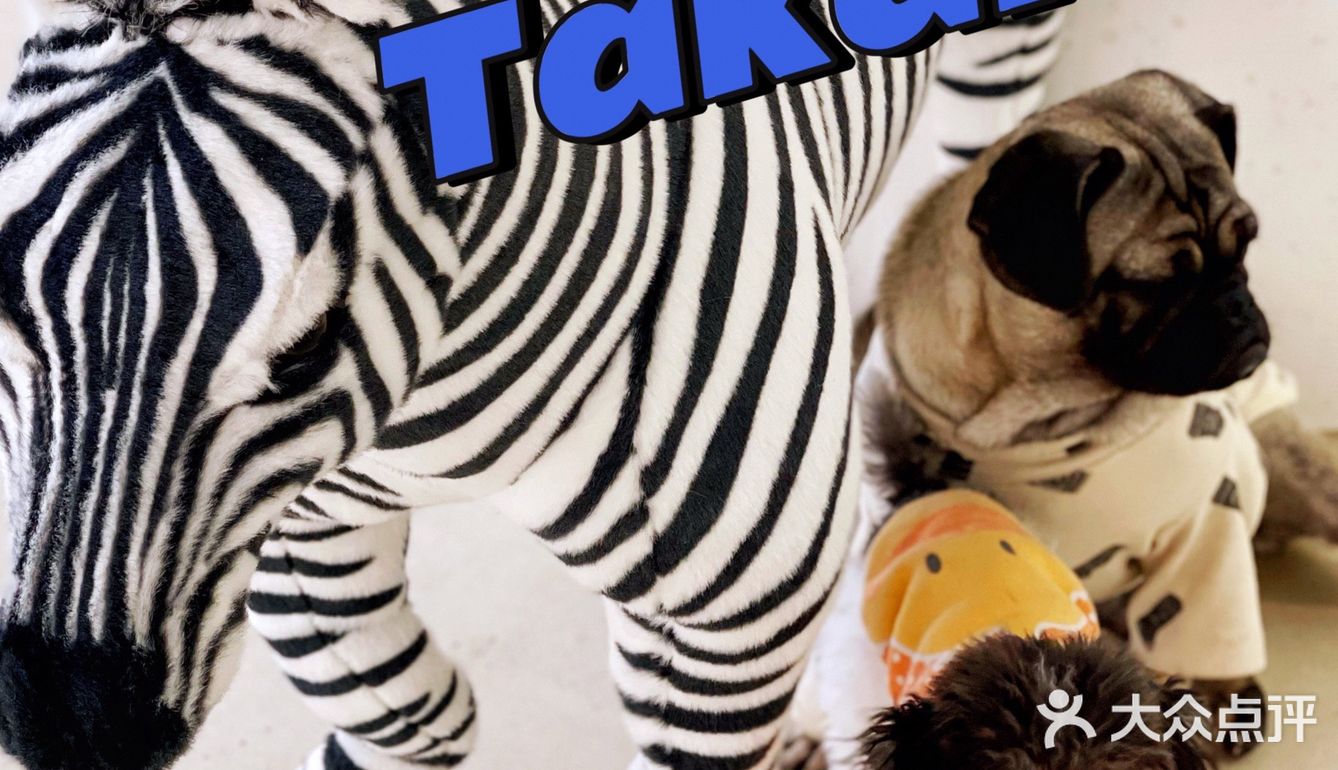 可以撸羊驼🦙的和超多萌宠🐶🐰🐱的可爱小店！
