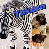 可以撸羊驼🦙的和超多萌宠🐶🐰🐱的可爱小店！