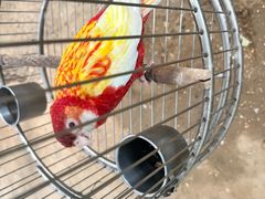 -南宫五洲植物乐园