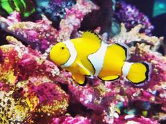 -暹罗海洋世界