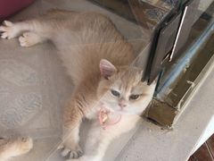 -糯米喵星人总部直营旗舰店·猫舍·幼猫出售