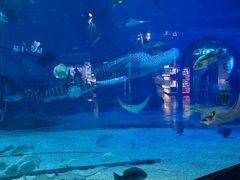 -烟台海昌鲸鲨海洋公园