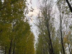 -东升八家郊野公园