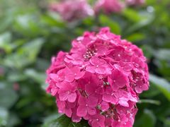 -西湖风景区-江洋畈生态公园