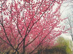 -西安汉城湖景区