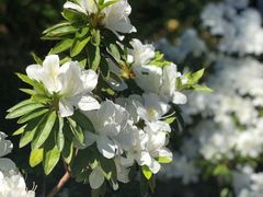 -墨尔本皇家植物园