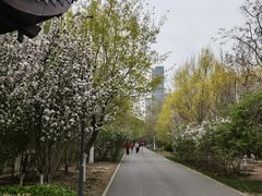 -桃花堤公园
