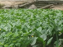 -洛阳市隋唐城遗址植物园