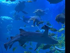 -太平洋海底世界