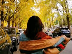-三里屯东五街银杏大道