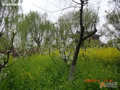 -南汇桃花村