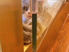 -猫大福·Fortune Cat猫舍(百子湾店)