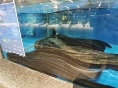 豆豉蒸河鳗-宝燕海货工场(长江国际店)