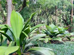 -中国科学院西双版纳热带植物园