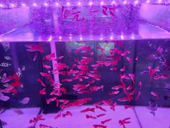 -花鸟鱼虫鲜花绿植市场(玉泉路店)