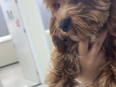 -美联众合动物医院·24h京西诊疗中心