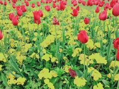 -花博汇(知音花月夜)