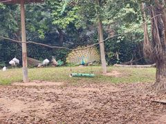 -广州长隆野生动物世界