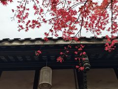 -古今茶语·峨眉山有机茶体验馆