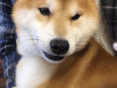 -豆柴町-柴犬主题狗咖(红鼎国际C座店)