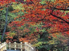 -关门山森林公园
