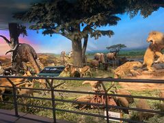 -国家自然博物馆