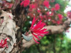 -黄埔荔枝公园