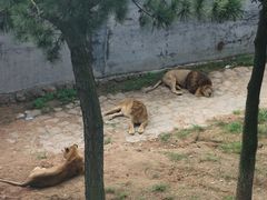 -西霞口神雕山野生动物世界