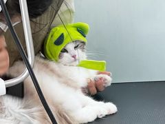 -爱洗澡的猫(望京店)