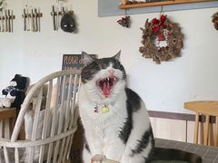 -海边的猫和咖啡馆