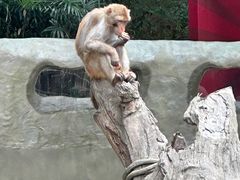 -广州动物园