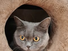 -猫冇咖·家门口的撸猫馆(大融城店)